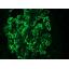 Cas04 Immunofluorescence. Anticorps anti IgG - MRabant
