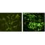 Cas08 Immunofluorescence