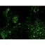 Cas05 immunofluorescence